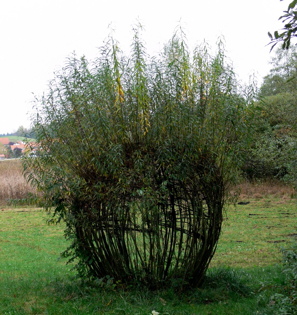Salix fuscescens