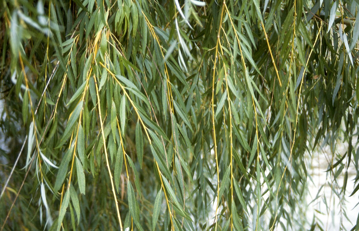 Деревья возле озера