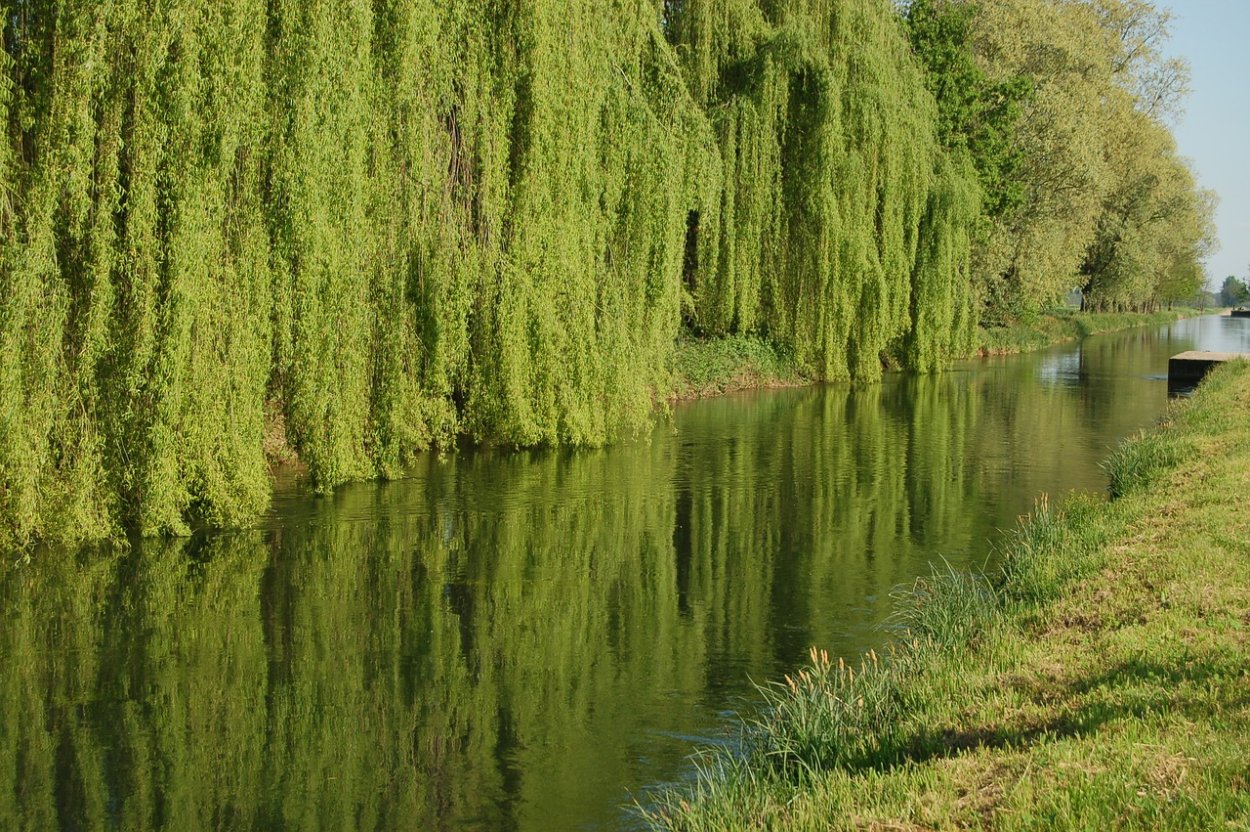 Ива памяти Миндовского