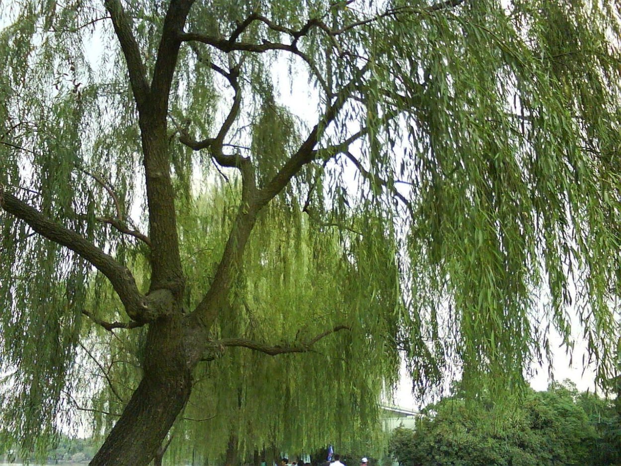 Ива серебристая (лохолистная) Salix elaeagnos