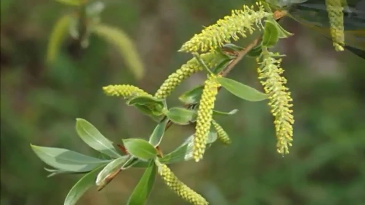 Ива ломкая Salix fragilis