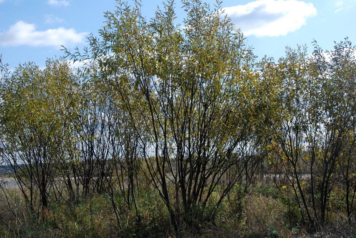 Деревья и кустарники Ива малина орешник по берегам рек