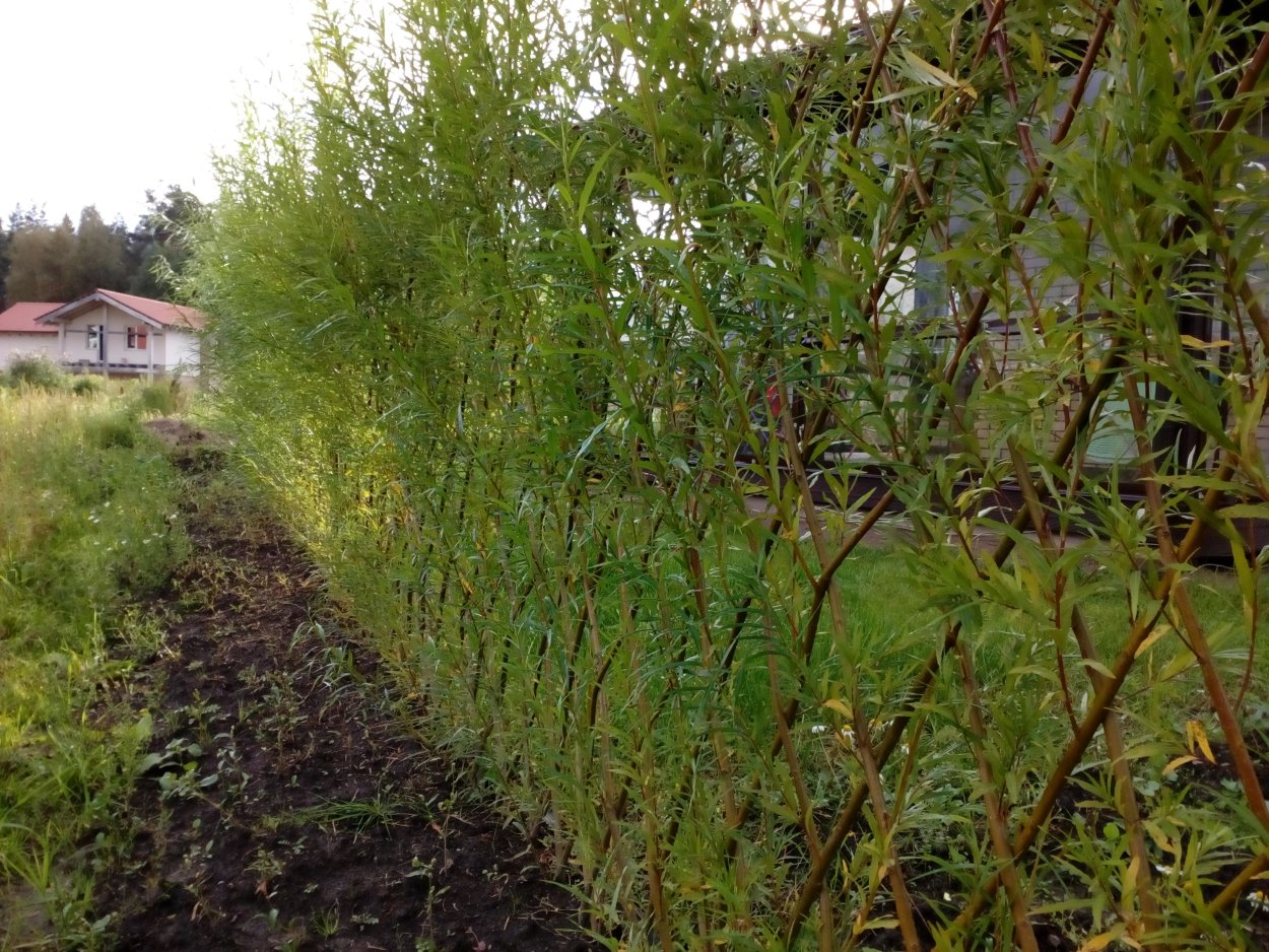 Ива прутовидная Salix viminalis