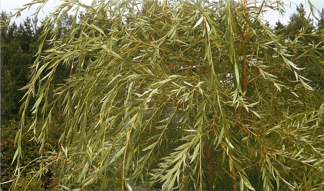 Ива Верба весной