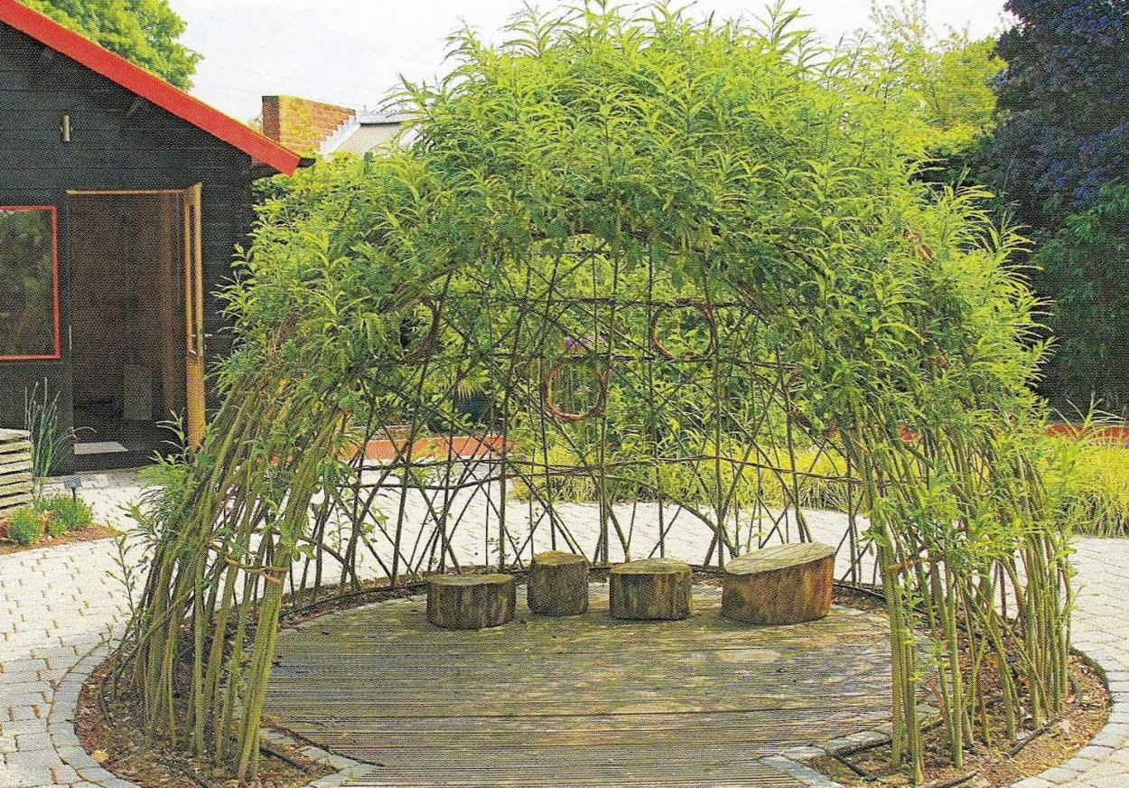 Плакучая Ива дерево листья