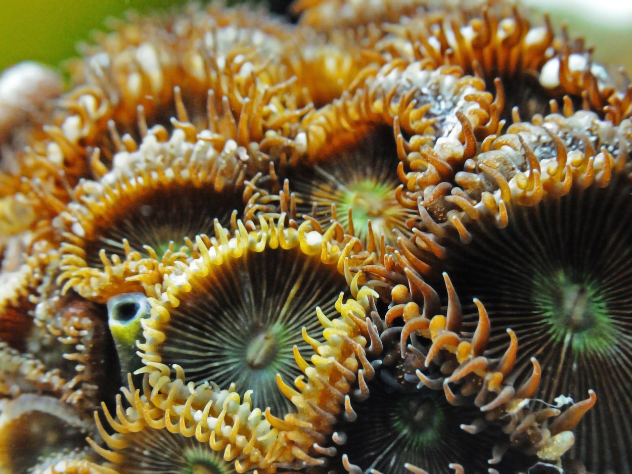 Анемон водоросль