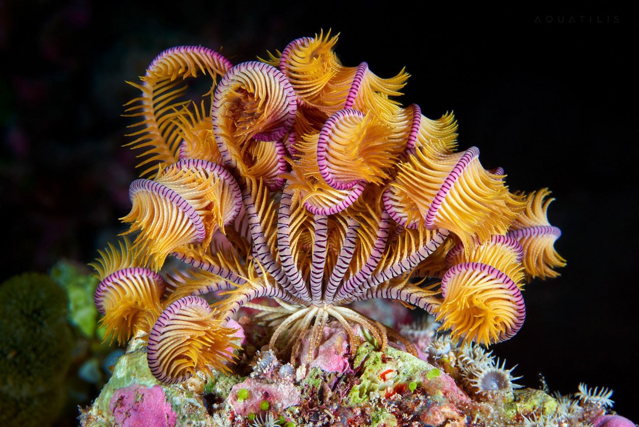 Актиния Черноморская