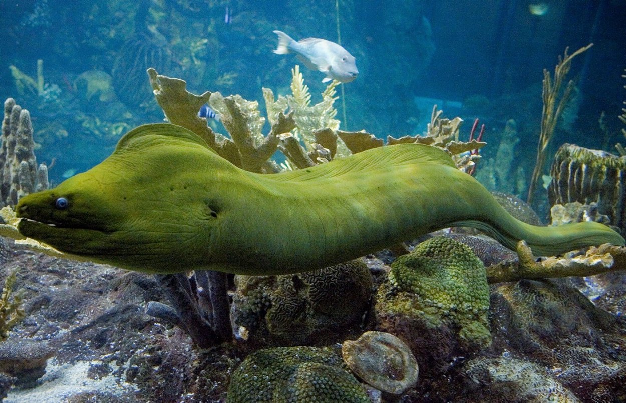 Коралловые полипы кембрия