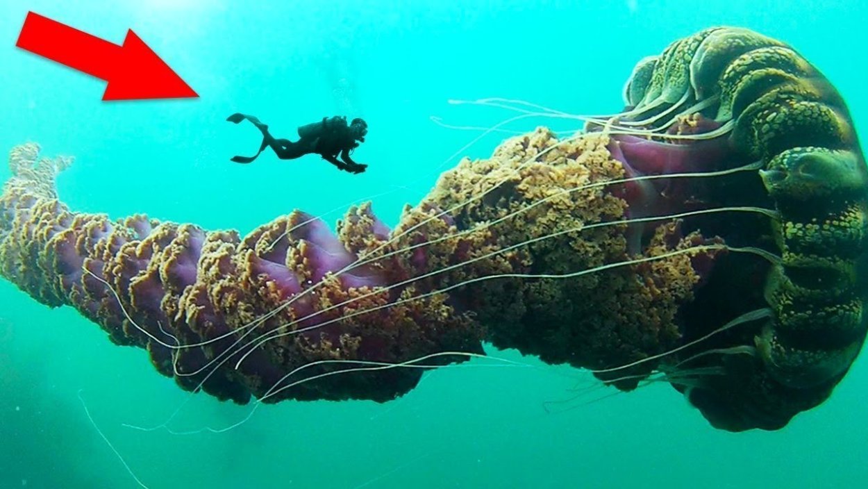 Аммониты головоногие