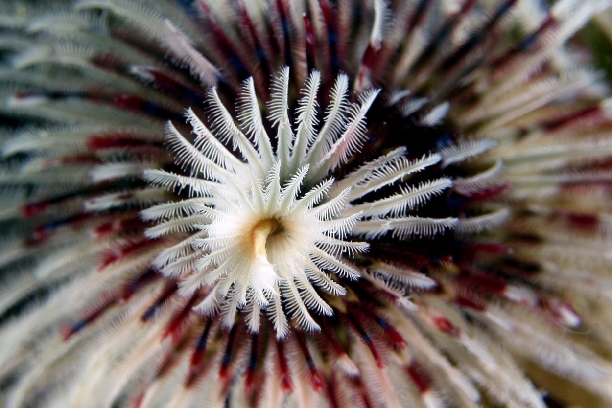 Подводный мир актинии