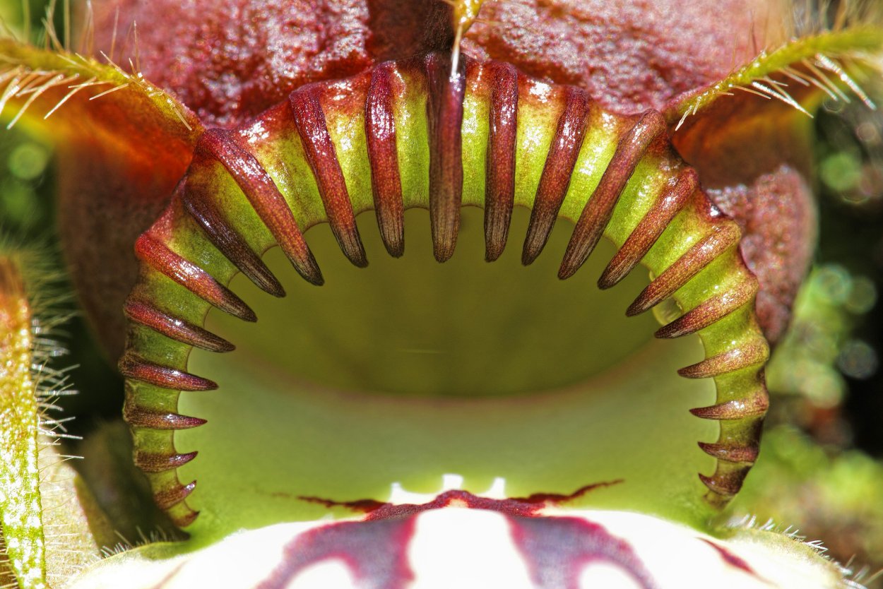 Скорпена Амбона