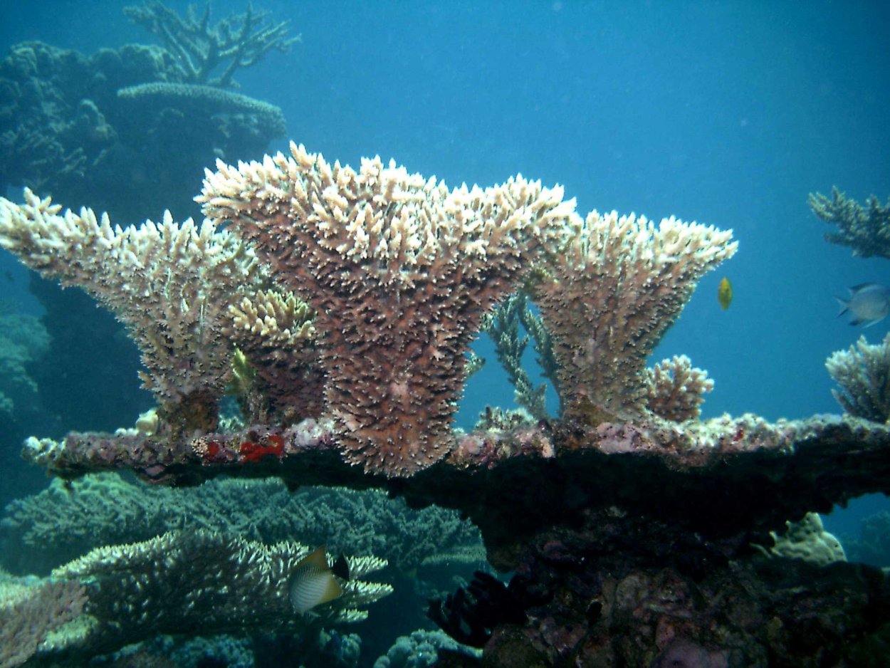 Монстры океана Марианская впадина