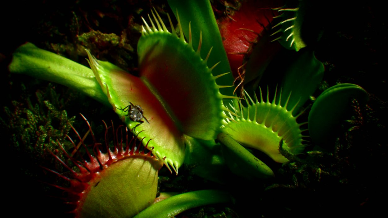 Подводный мир медузы