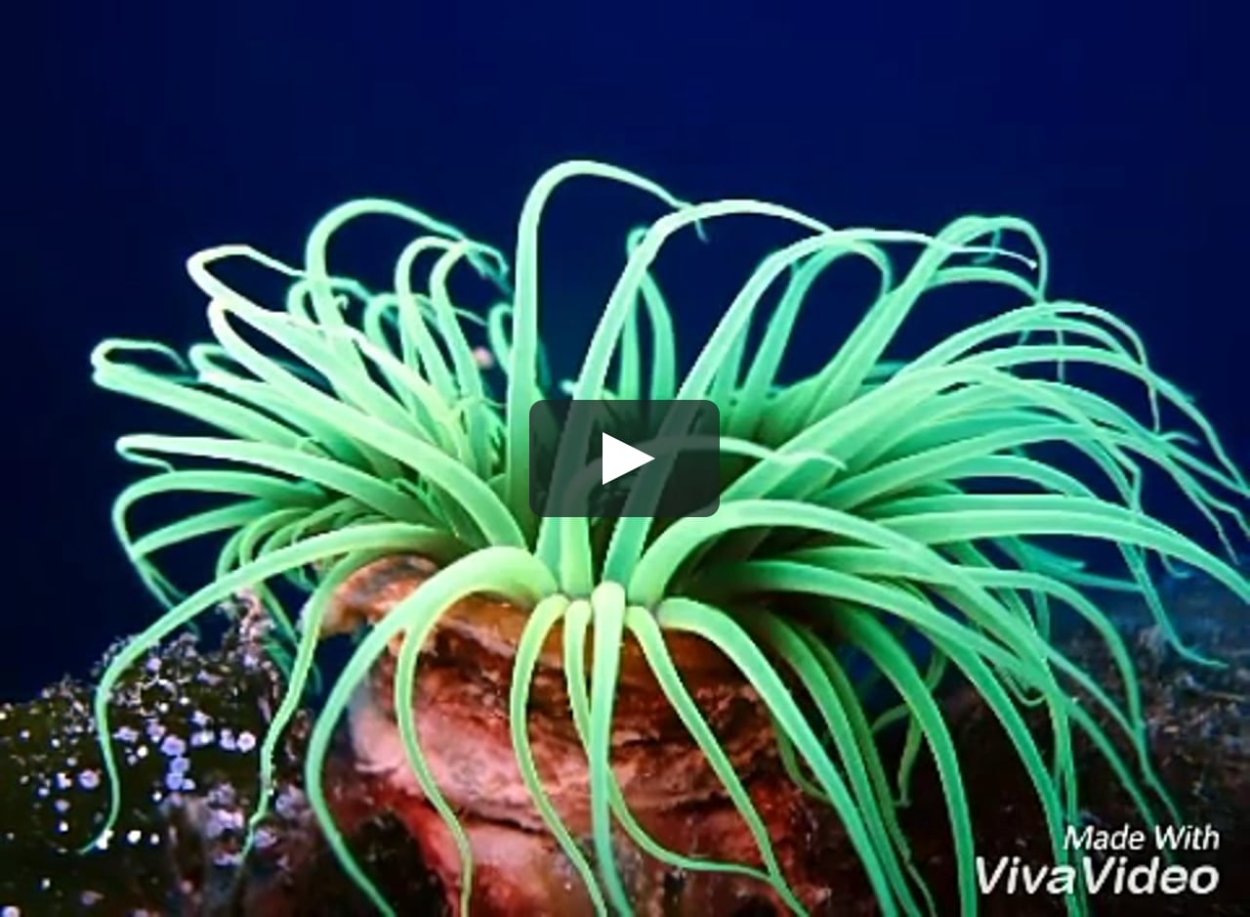 Актиния водоросль