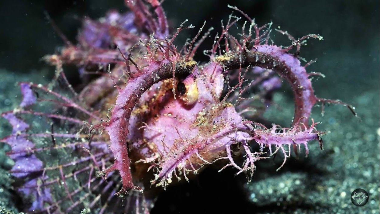 Растения под водой