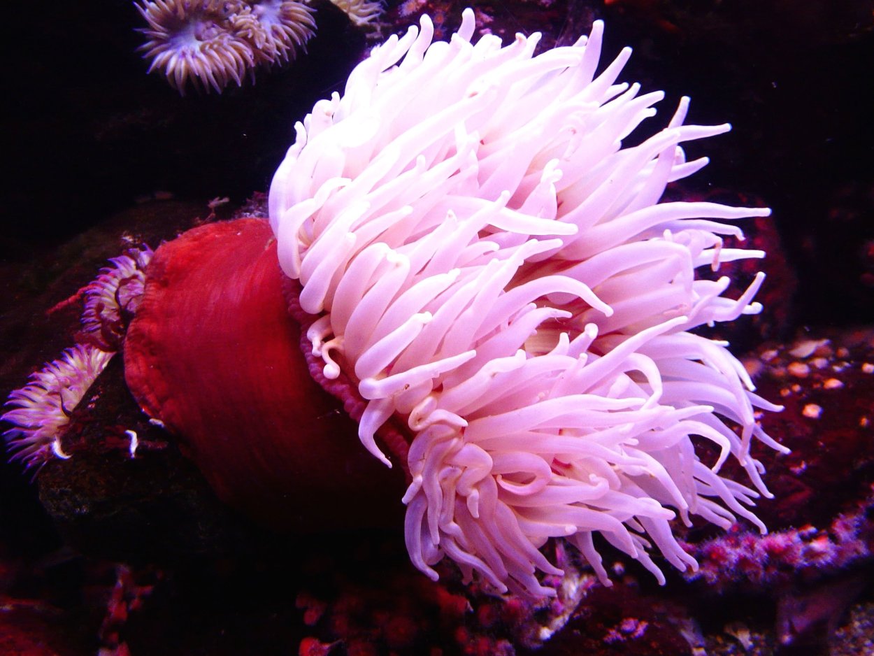 Актиния анемон