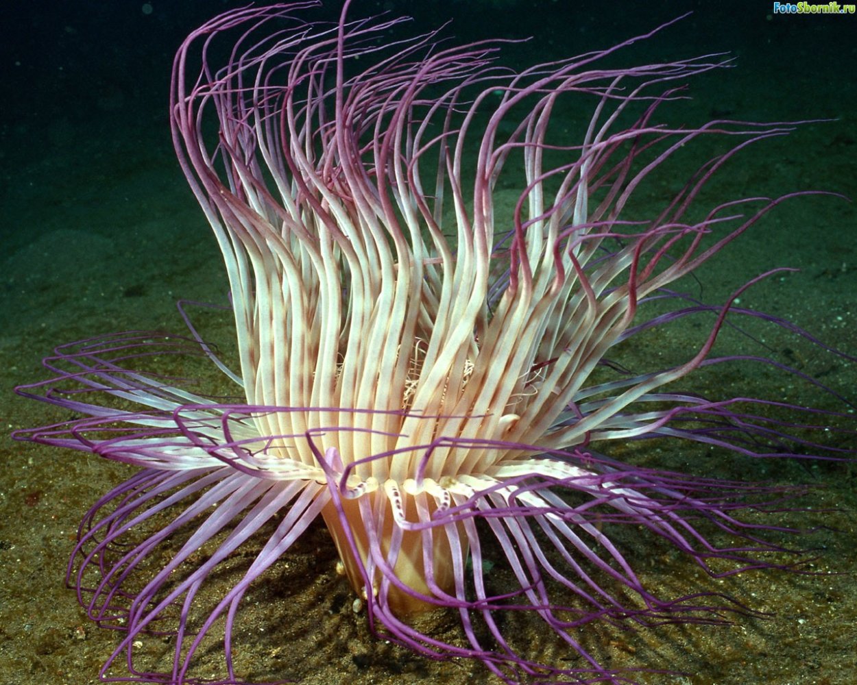 Трубчатая актиния
