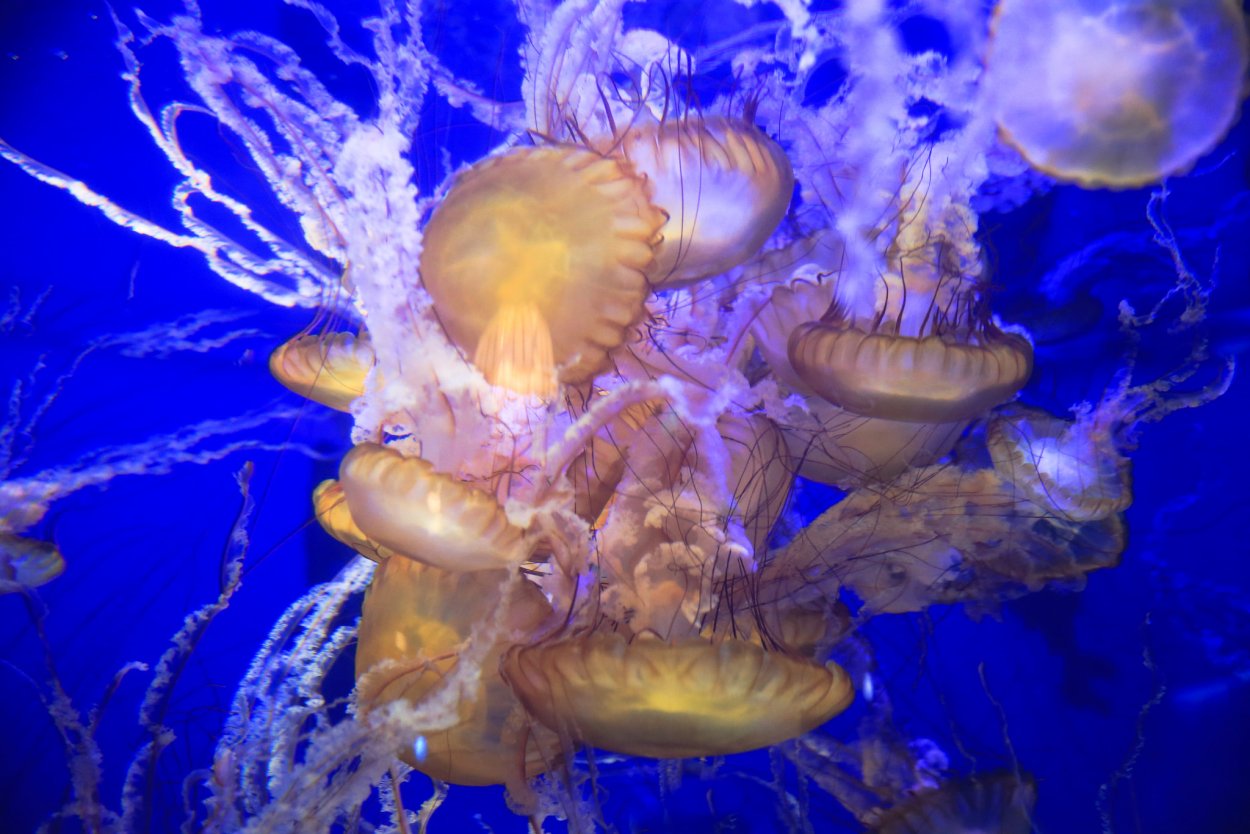 Морские многощетинковые черви