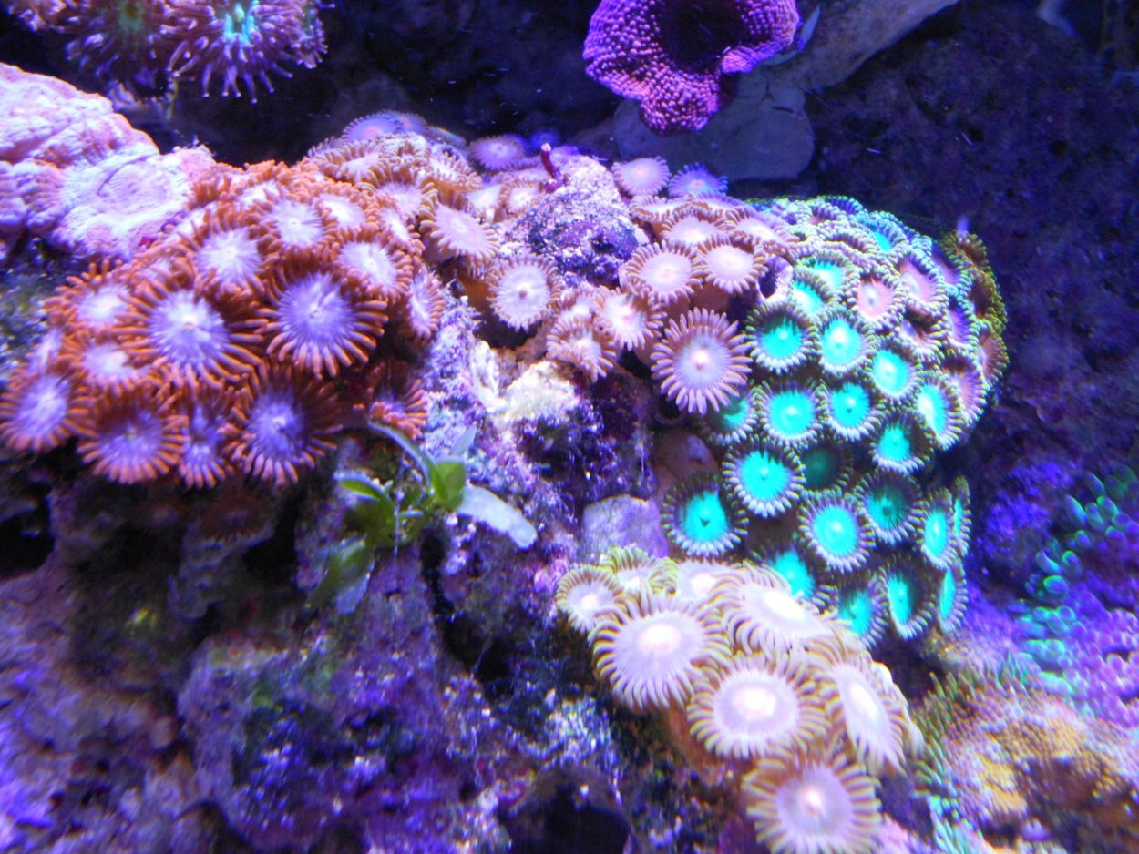 Водоросли под водой