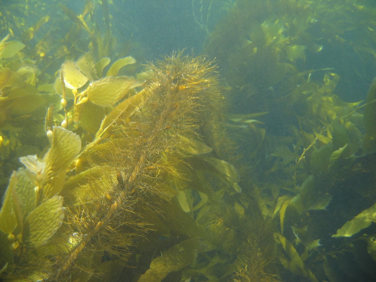 Венерина мухоловка