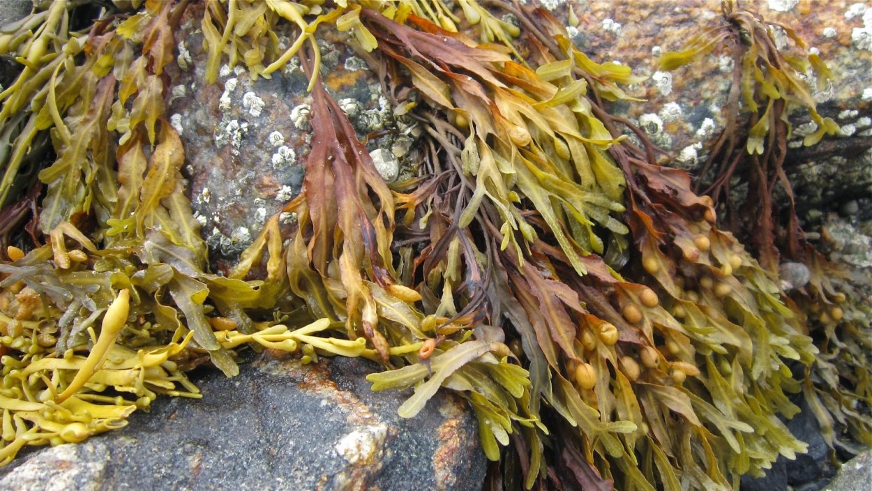 Макроцистис пирифера