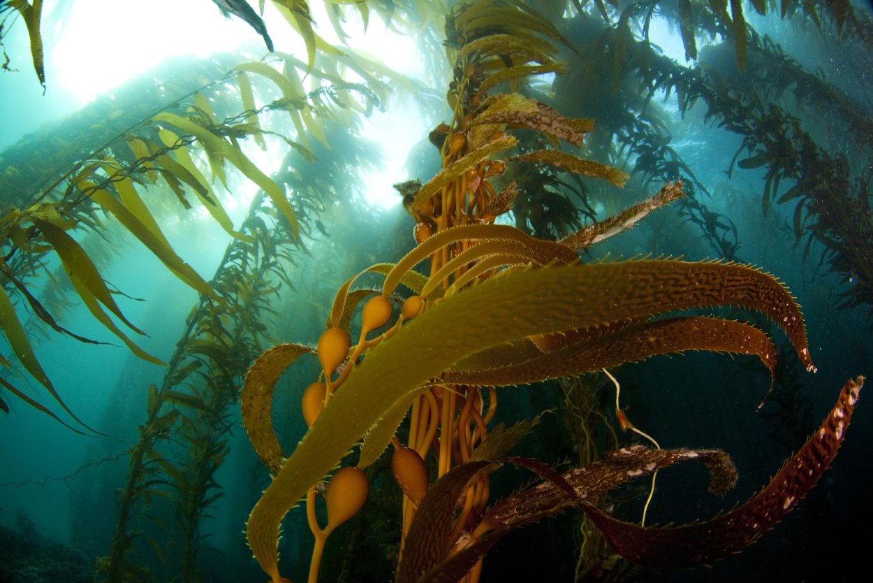 Ламинария японская морская капуста