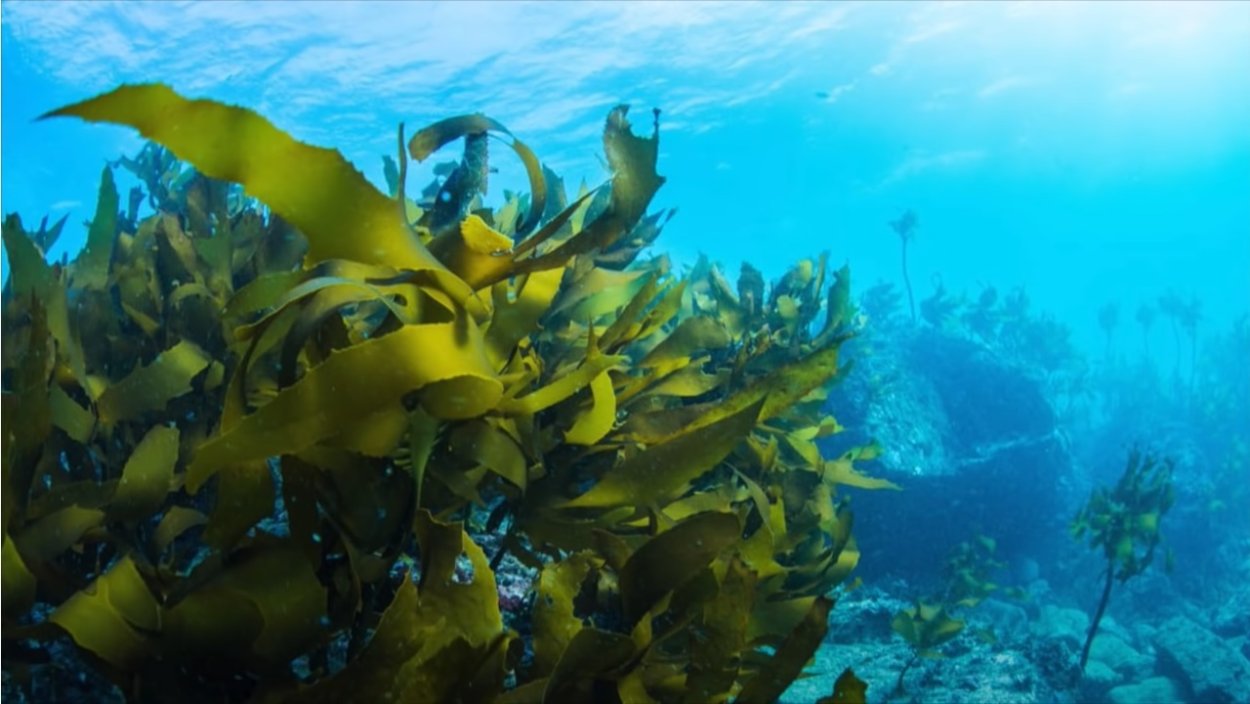 Бурые водоросли Тихого океана