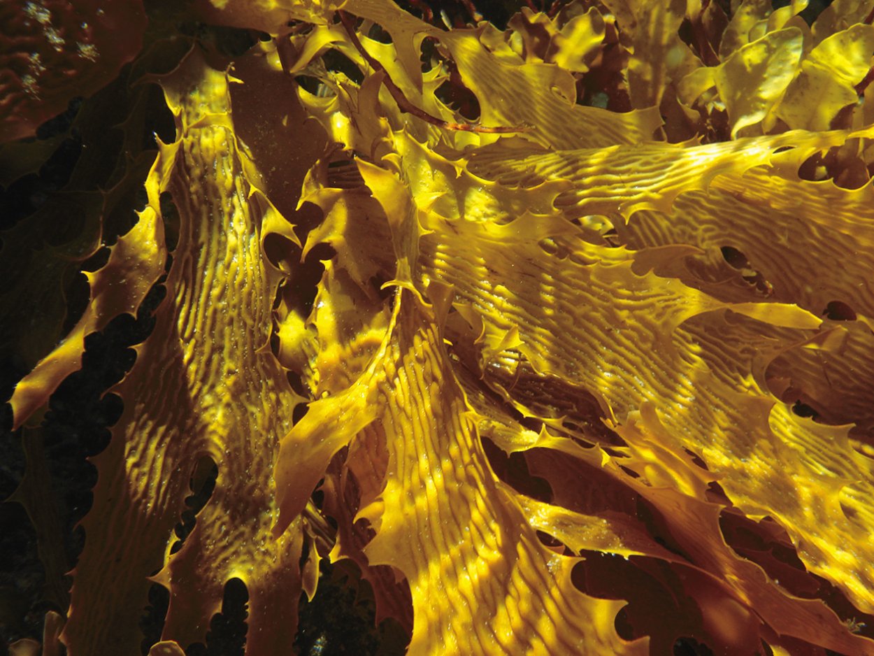 Подводный "лес"(Kelp Forest)