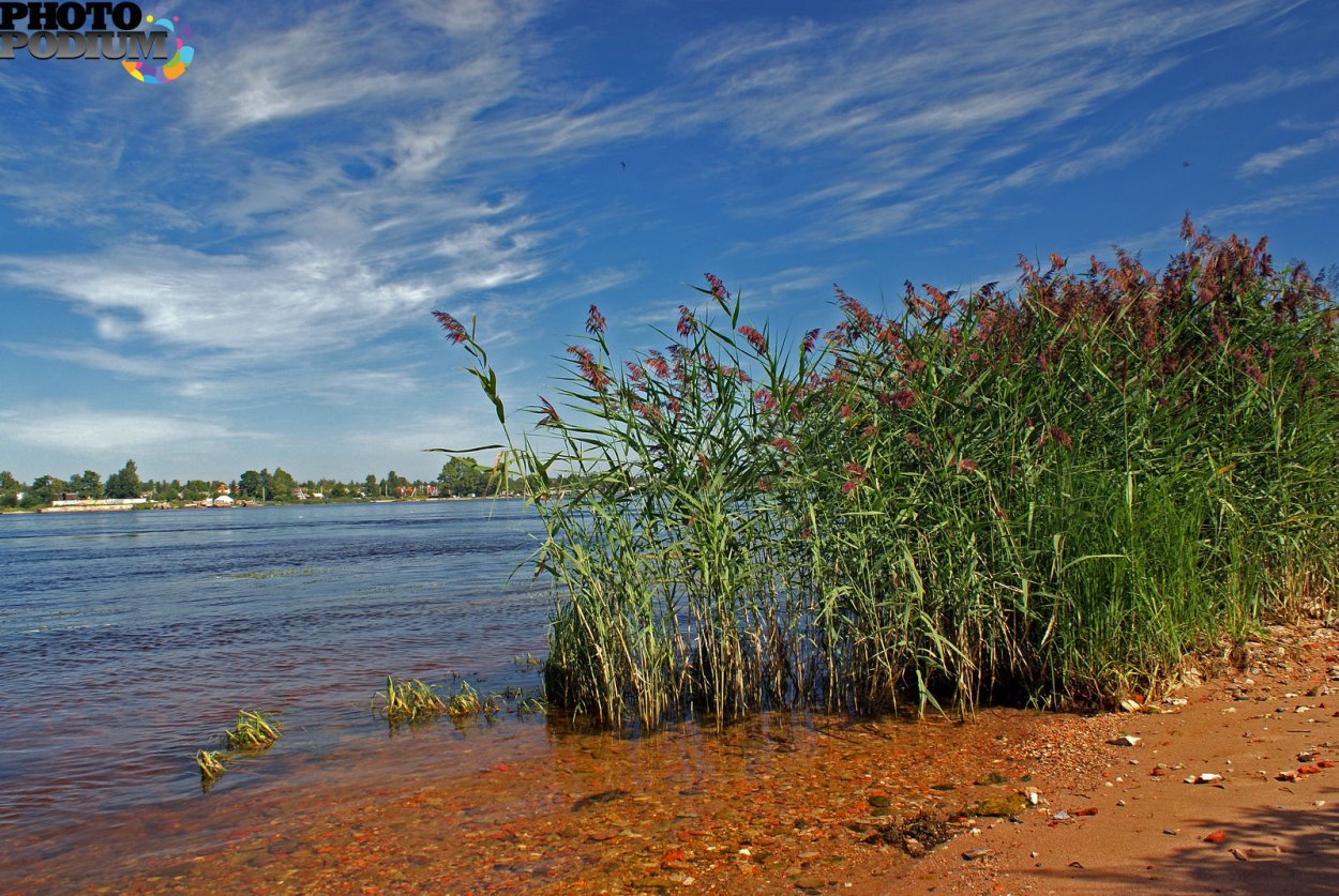 Лесное озеро кувшинки камыш