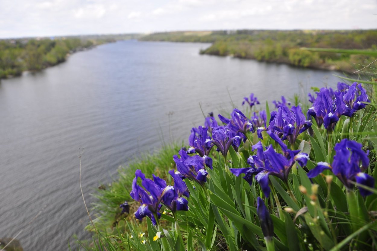 Озеро рогоз камыш