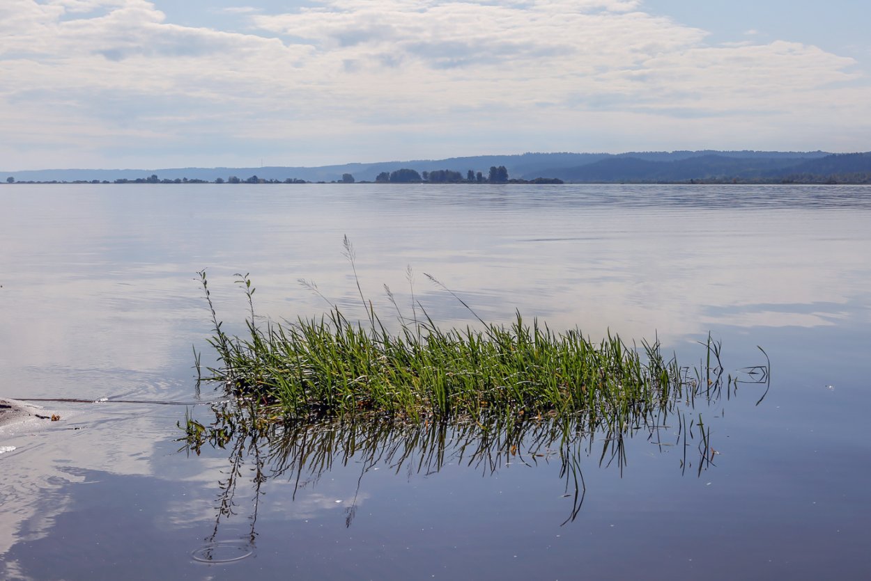 Озеро с камышами