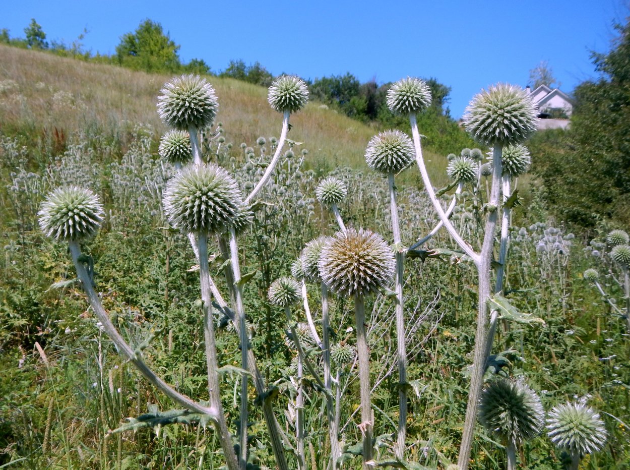 Колючка Черноземья