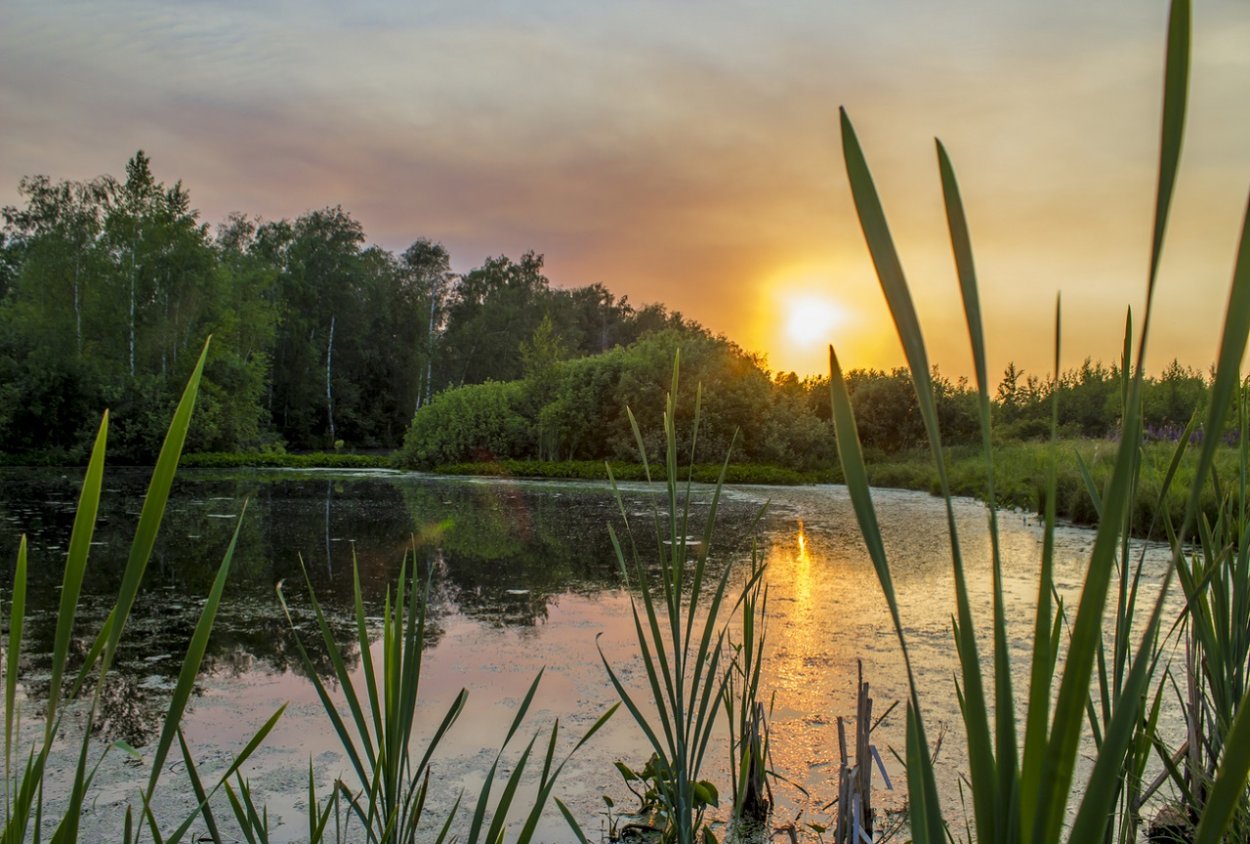 Прибрежная Флора Волги