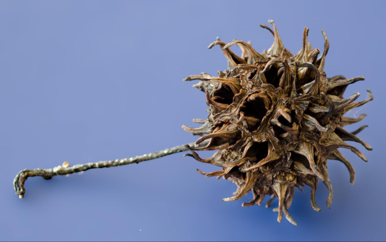 Дерево с колючими плодами