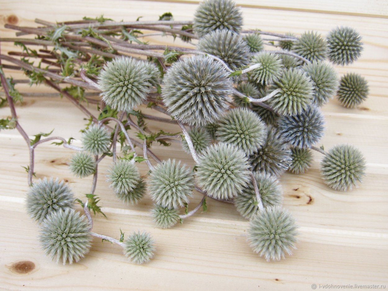 Мордовник Эхинопс сухоцветах