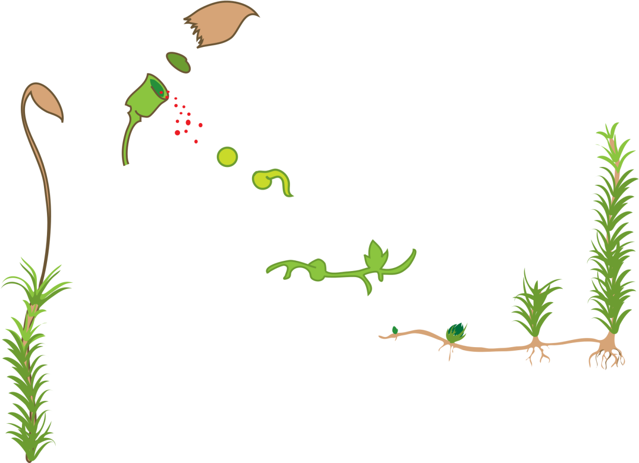 Жизненный цикл мха фунария