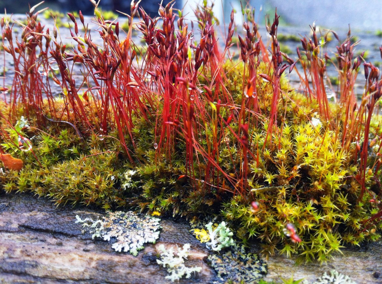 Мох тамарассери