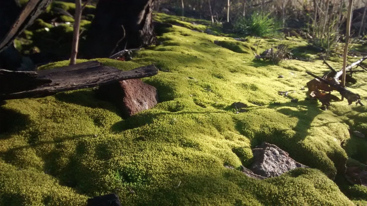 Мох Тиангаро Рорайма