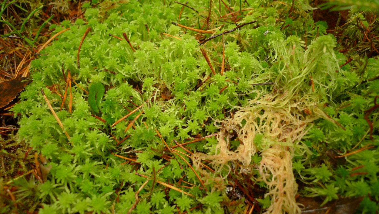 Сфагнум Гиргензона