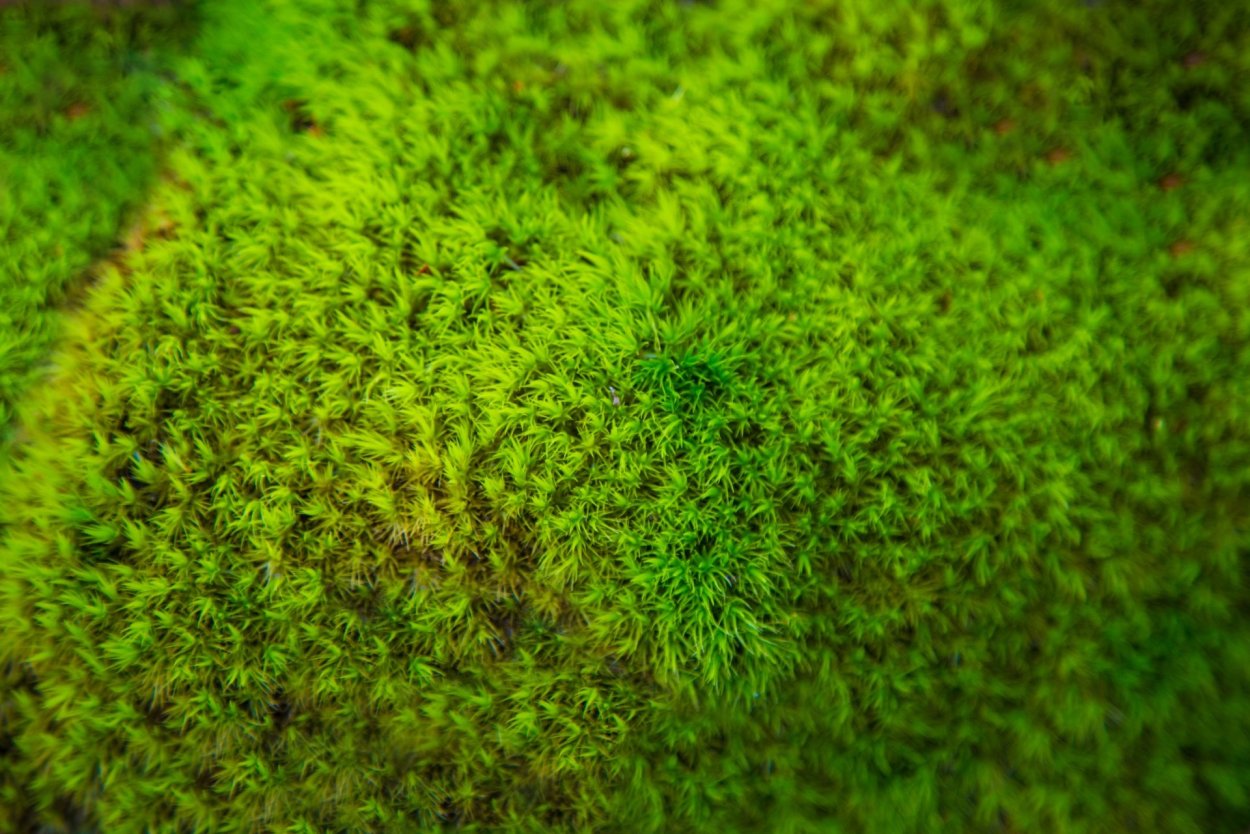 Мох и Дмблдох