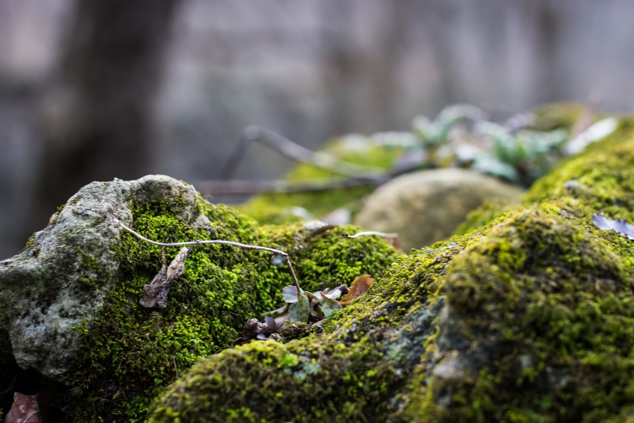 Долина мхов Карелия