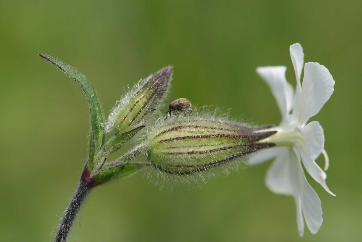 Смолевка обыкновенная(Silene cucupalus)