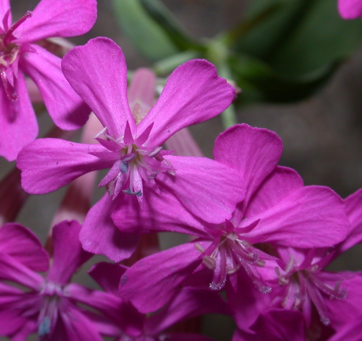 Смолевка Альпийская
