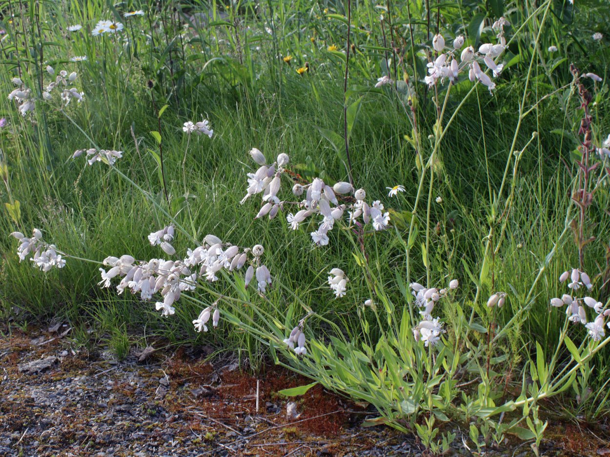 Silene vulgaris