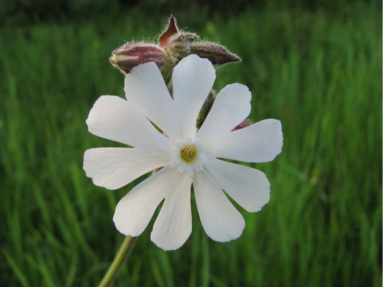 Смолевка Дрема