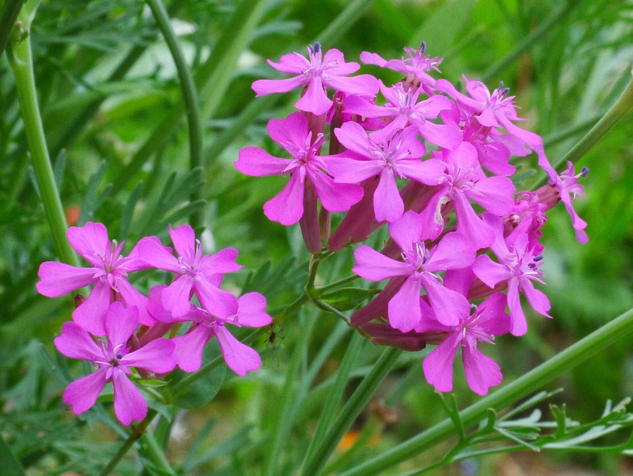 Silene Armeria