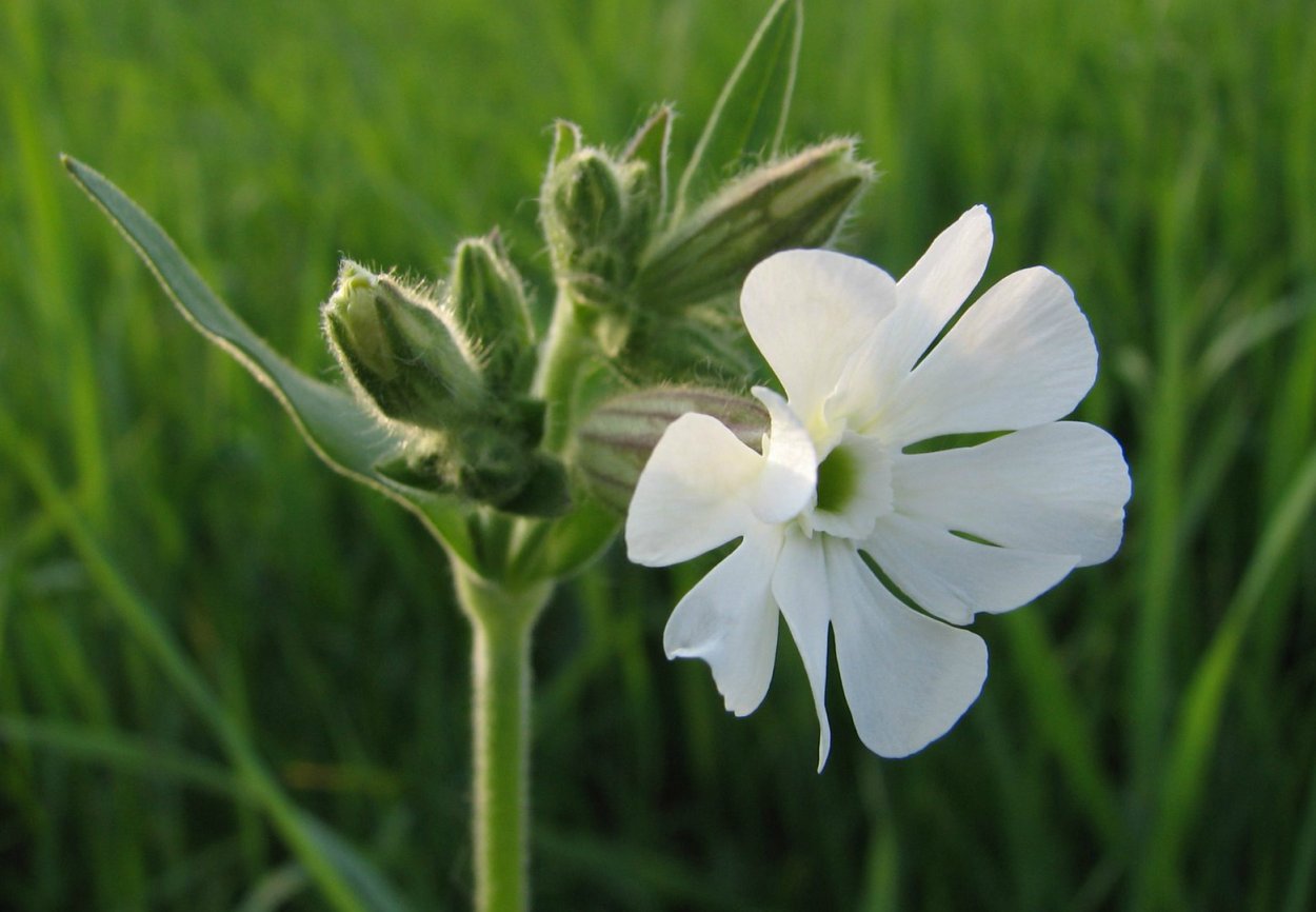 Смолёвка двудомная (Silene dioica) .