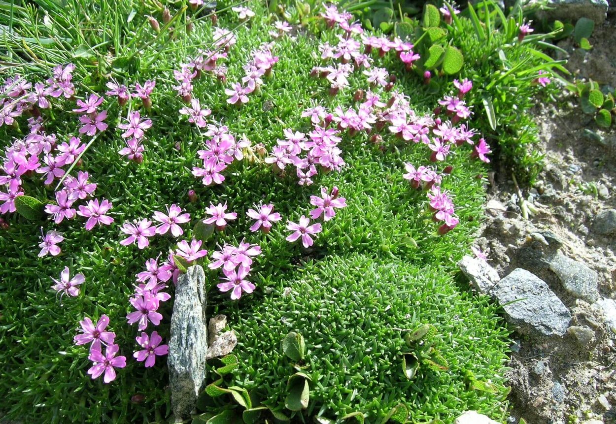 Смолевка Альпийская