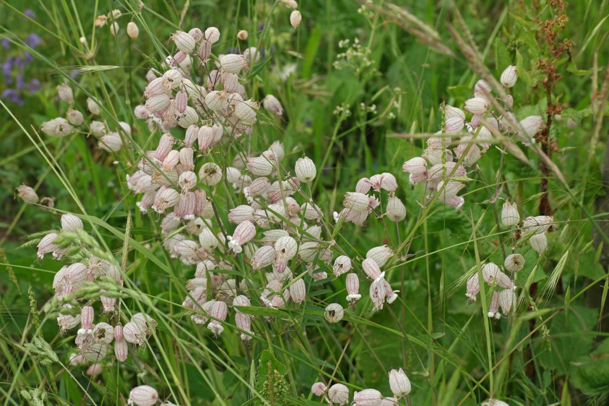 Смолевка Альпийская Альба