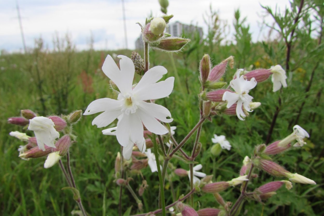 Смолевка ампельная Триумф